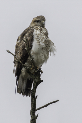 <i class='fa fa-user'></i> Paul van Giersbergen |   Bergbuizerd  <i class='fa fa-eye'> 183</i>   <i class='fa fa-comment-o'> 0</i>