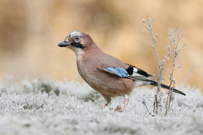 <i class='fa fa-user'></i> Gejo Wassink |   Gaai  <i class='fa fa-eye'> 278</i>  <i class='fa fa-thumbs-up'> 18</i>   <i class='fa fa-comment-o'> 10</i>