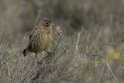 <i class='fa fa-user'></i> Paul van Giersbergen |   Lierstaartwidavink  <i class='fa fa-eye'> 165</i>  <i class='fa fa-thumbs-up'> 3</i>   <i class='fa fa-comment-o'> 0</i>