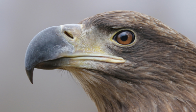 <i class='fa fa-user'></i> thijsglastra |   Zeearend  <i class='fa fa-eye'> 566</i>  <i class='fa fa-thumbs-up'> 18</i>   <i class='fa fa-comment-o'> 28</i>