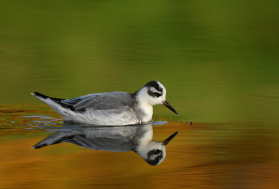 <i class='fa fa-user'></i> Eric Gibcus |   Rosse Franjepoot  <i class='fa fa-eye'> 337</i>  <i class='fa fa-thumbs-up'> 24</i>   <i class='fa fa-comment-o'> 15</i>