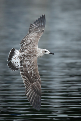 Jonge kleine mantelmeeuwen zijn vrij schaars hier op Birdpix. Het zijn toch echt mooie meeuwen!