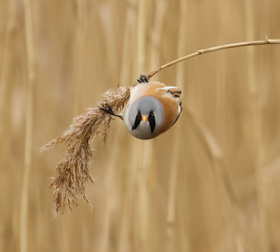 <i class='fa fa-user'></i> Leo Tukker |   Baardman  <i class='fa fa-eye'> 316</i>  <i class='fa fa-thumbs-up'> 20</i>   <i class='fa fa-comment-o'> 10</i>