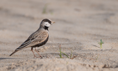 <i class='fa fa-user'></i> Michiel H. |   Zwartkruinvinkleeuwerik  <i class='fa fa-eye'> 222</i>  <i class='fa fa-thumbs-up'> 1</i>   <i class='fa fa-comment-o'> 6</i>