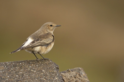 <i class='fa fa-user'></i> Anton de Koning |   Bonte Tapuit  <i class='fa fa-eye'> 271</i>  <i class='fa fa-thumbs-up'> 6</i>   <i class='fa fa-comment-o'> 6</i>