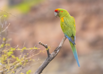 <i class='fa fa-user'></i> Lennart Verheuvel |   Roodwangara  <i class='fa fa-eye'> 216</i>  <i class='fa fa-thumbs-up'> 15</i>   <i class='fa fa-comment-o'> 8</i>