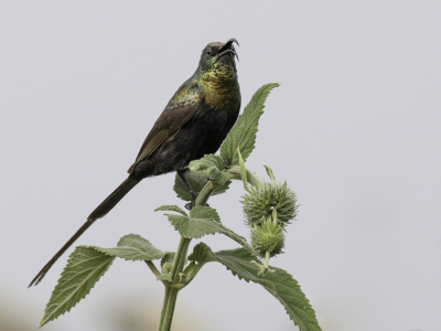 <i class='fa fa-user'></i> Paul van Giersbergen |   Bronshoningzuiger  <i class='fa fa-eye'> 137</i>   <i class='fa fa-comment-o'> 1</i>