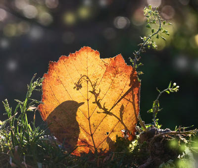 <i class='fa fa-user'></i> Krijn Dijkema |   Roodborst  <i class='fa fa-eye'> 319</i>  <i class='fa fa-thumbs-up'> 13</i>   <i class='fa fa-comment-o'> 9</i>