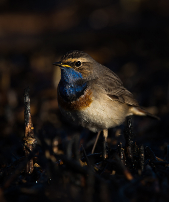 <i class='fa fa-user'></i> LeerdammerKees |   Blauwborst  <i class='fa fa-eye'> 335</i>  <i class='fa fa-thumbs-up'> 4</i>   <i class='fa fa-comment-o'> 13</i>