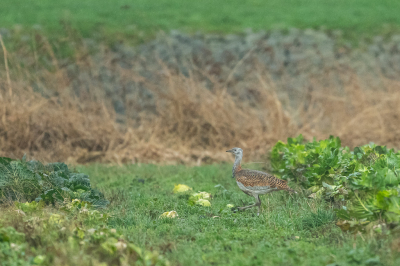 Oudejaarsdag had ik eindelijk tijd om weer eens te fotograferen. Op naar Workum voor de Grote Trap. Toen wij daar kwamen waren er nog meer fotografen. Door de felle regen gingen zij weg. Dat gaf mij de gelegenheid om de auto gunstiger neer te zetten. Na drie kwartier klaarde het iets op, maar droog werd het niet.  De grote trap zat behoorlijk ver weg. Hij liep in 2 uur tijd hooguit een meter of tien heen en weer, tussen de kool en uit de kool, maar kwam niet dichterbij. Met telescoop was de zender en pootring te zien. Hier een opname waarop het te zien is. Mooi om eens een Grote Trap te zien. Het was voor mij de eerste keer. Toch wel heel bijzonder zo in een koolveld met de dijk op de achtergrond.