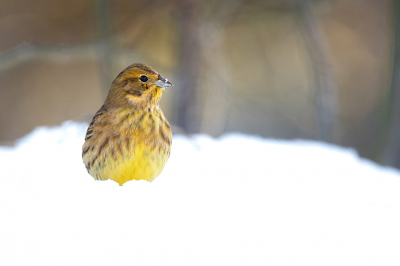 Geelgorzen steken altijd zo mooi af in de sneeuw, Hier ben ik! Dat is nou precies wat een fotograaf graag wil, laat je maar zien!