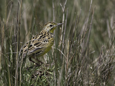<i class='fa fa-user'></i> Paul van Giersbergen |   Citroenpieper  <i class='fa fa-eye'> 179</i>  <i class='fa fa-thumbs-up'> 1</i>   <i class='fa fa-comment-o'> 1</i>
