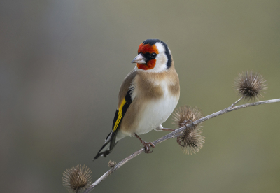 <i class='fa fa-user'></i> ReneWanders |   Putter  <i class='fa fa-eye'> 291</i>  <i class='fa fa-thumbs-up'> 17</i>   <i class='fa fa-comment-o'> 11</i>