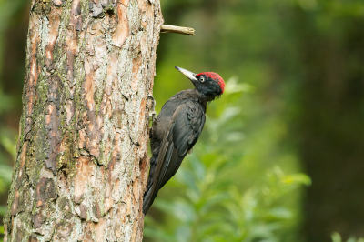 Foto gemaakt vanuit een vogelhut in Putte.
Wel een gelukstreffer, omdat deze soort niet vaak voorbij komt.