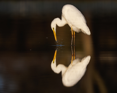 <i class='fa fa-user'></i> Katoo |   Grote Zilverreiger  <i class='fa fa-eye'> 422</i>  <i class='fa fa-thumbs-up'> 42</i>   <i class='fa fa-comment-o'> 26</i>