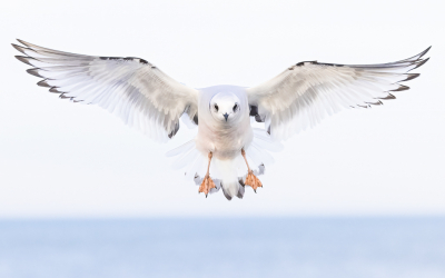 <i class='fa fa-user'></i> Lennart Verheuvel |   Ross' Meeuw  <i class='fa fa-eye'> 469</i>  <i class='fa fa-thumbs-up'> 35</i>   <i class='fa fa-comment-o'> 18</i>