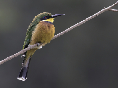 <i class='fa fa-user'></i> Paul van Giersbergen |   Bergbijeneter  <i class='fa fa-eye'> 222</i>  <i class='fa fa-thumbs-up'> 18</i>   <i class='fa fa-comment-o'> 10</i>