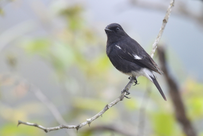 <i class='fa fa-user'></i> Gerard Visser |   Zwarte Roodborsttapuit  <i class='fa fa-eye'> 223</i>  <i class='fa fa-thumbs-up'> 10</i>   <i class='fa fa-comment-o'> 13</i>