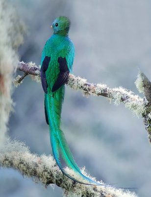 <i class='fa fa-user'></i> guido mwm |   Quetzal  <i class='fa fa-eye'> 310</i>  <i class='fa fa-thumbs-up'> 19</i>   <i class='fa fa-comment-o'> 28</i>