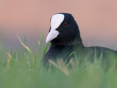 <i class='fa fa-user'></i> Gert-Jan Cromwijk |   Meerkoet  <i class='fa fa-eye'> 191</i>  <i class='fa fa-thumbs-up'> 14</i>   <i class='fa fa-comment-o'> 13</i>