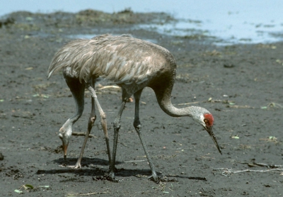 <i class='fa fa-user'></i> Karel Mauer | Canadese Kraanvogel  <i class='fa fa-eye'> 402</i>   <i class='fa fa-comment-o'> 0</i>