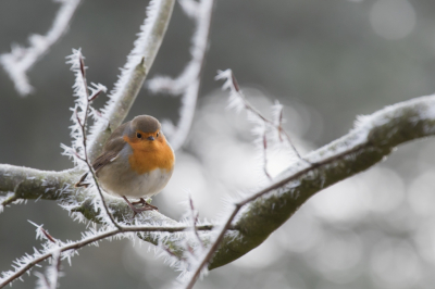 Een paar jaar geleden, ik had een vrije dag en er was rijp! Bij kasteel Duivenvoorde kun je heerlijk wandelen en vogels spotten. Voor mij een ideale combinatie.