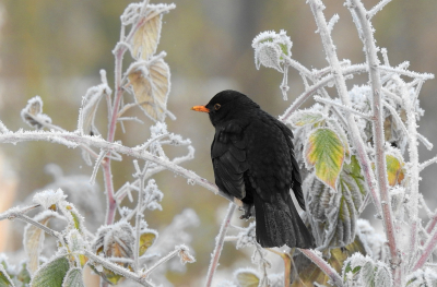 <i class='fa fa-user'></i> sieb |   Merel  <i class='fa fa-eye'> 211</i>  <i class='fa fa-thumbs-up'> 13</i>   <i class='fa fa-comment-o'> 15</i>