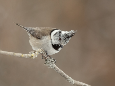 <i class='fa fa-user'></i> Annie Keizer |   Kuifmees  <i class='fa fa-eye'> 299</i>  <i class='fa fa-thumbs-up'> 19</i>   <i class='fa fa-comment-o'> 18</i>