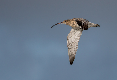 <i class='fa fa-user'></i> Michiel H. |   Wulp  <i class='fa fa-eye'> 236</i>  <i class='fa fa-thumbs-up'> 9</i>   <i class='fa fa-comment-o'> 9</i>