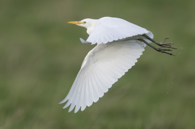 er zat een groepje koereigers rond te scharrelen in een weide op een gegeven moment kwam er 1 mooi voorbij gevlogen