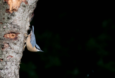 De boomklever liet zich zien in het dichtbegroeide bos, waar gelukkig wel wat zonlicht  door heen kwam