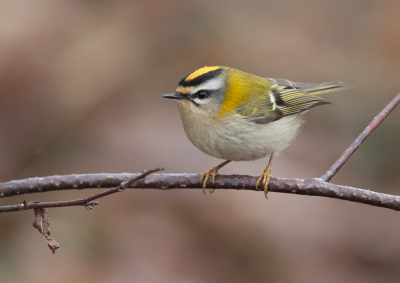 <i class='fa fa-user'></i> loek van de Leur |   Vuurgoudhaan  <i class='fa fa-eye'> 298</i>  <i class='fa fa-thumbs-up'> 21</i>   <i class='fa fa-comment-o'> 8</i>