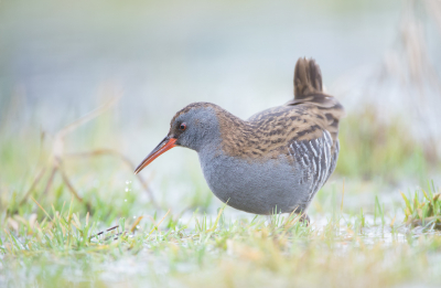 <i class='fa fa-user'></i> LeerdammerKees |   Waterral  <i class='fa fa-eye'> 320</i>  <i class='fa fa-thumbs-up'> 18</i>   <i class='fa fa-comment-o'> 16</i>