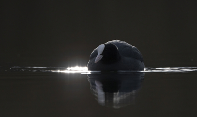 <i class='fa fa-user'></i> Luuk Haisma |   Meerkoet  <i class='fa fa-eye'> 215</i>  <i class='fa fa-thumbs-up'> 15</i>   <i class='fa fa-comment-o'> 11</i>