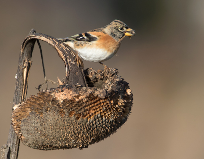 <i class='fa fa-user'></i> Alfred Berkhof |   Keep  <i class='fa fa-eye'> 231</i>  <i class='fa fa-thumbs-up'> 3</i>   <i class='fa fa-comment-o'> 6</i>