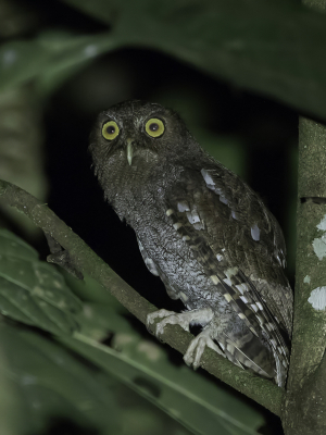 <i class='fa fa-user'></i> Paul van Giersbergen |   Heuvelschreeuwuil  <i class='fa fa-eye'> 154</i>   <i class='fa fa-comment-o'> 2</i>