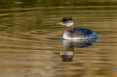 <i class='fa fa-user'></i> wouterroepel |   Roodhalsfuut  <i class='fa fa-eye'> 226</i>  <i class='fa fa-thumbs-up'> 1</i>   <i class='fa fa-comment-o'> 10</i>