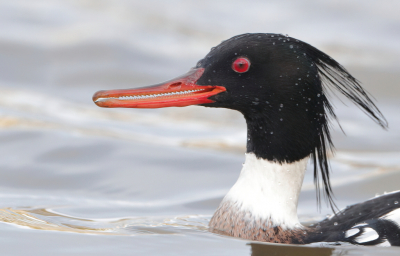 <i class='fa fa-user'></i> horneman69 |   Middelste Zaagbek  <i class='fa fa-eye'> 334</i>  <i class='fa fa-thumbs-up'> 13</i>   <i class='fa fa-comment-o'> 12</i>