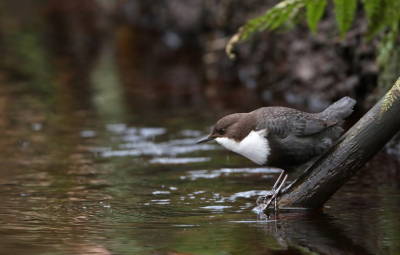 <i class='fa fa-user'></i> horneman69 |   Waterspreeuw  <i class='fa fa-eye'> 259</i>  <i class='fa fa-thumbs-up'> 14</i>   <i class='fa fa-comment-o'> 14</i>