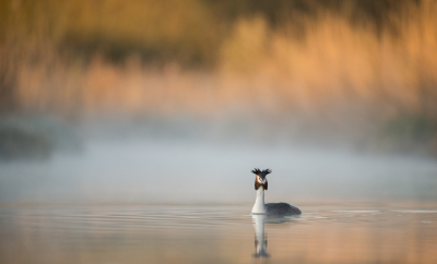 <i class='fa fa-user'></i> LeerdammerKees |   Fuut  <i class='fa fa-eye'> 364</i>  <i class='fa fa-thumbs-up'> 34</i>   <i class='fa fa-comment-o'> 21</i>