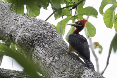 <i class='fa fa-user'></i> Paul van Giersbergen |   Roodnekspecht  <i class='fa fa-eye'> 169</i>  <i class='fa fa-thumbs-up'> 4</i>   <i class='fa fa-comment-o'> 2</i>