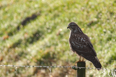 Buizerd in de volle zon op een paaltje. alledaags gezicht, maar toch raakt de rust die hij uitstraalt, terwijl ze zo alert zijn, me altijd weer.