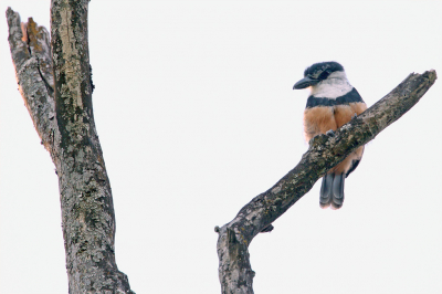 <i class='fa fa-user'></i> Martjan Lammertink |   Swainsons Baardkoekoek  <i class='fa fa-eye'> 170</i>  <i class='fa fa-thumbs-up'> 6</i>   <i class='fa fa-comment-o'> 7</i>