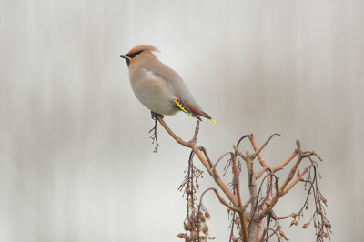 <i class='fa fa-user'></i> Willem Verhagen |   Pestvogel  <i class='fa fa-eye'> 373</i>  <i class='fa fa-thumbs-up'> 17</i>   <i class='fa fa-comment-o'> 19</i>