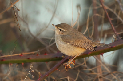 <i class='fa fa-user'></i> thijsglastra |   Bruine Boszanger  <i class='fa fa-eye'> 351</i>  <i class='fa fa-thumbs-up'> 10</i>   <i class='fa fa-comment-o'> 10</i>