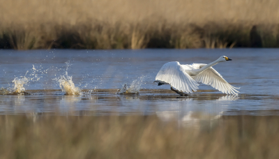 <i class='fa fa-user'></i> Bert Ooms |   Wilde Zwaan  <i class='fa fa-eye'> 242</i>  <i class='fa fa-thumbs-up'> 19</i>   <i class='fa fa-comment-o'> 12</i>