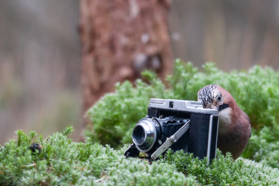 Vogelfotografie, maar dan net ietsje anders.
Nogal belabberd licht, maar ben redelijk tevreden.