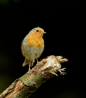 Foto is gemaakt vanuit een vogelhut en camera op statief.
Doordat het licht op de vogel viel is de achtergrond bijna zwart geworden.