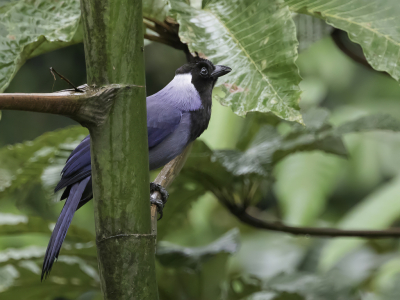 <i class='fa fa-user'></i> Paul van Giersbergen |   Violetgaai  <i class='fa fa-eye'> 115</i>   <i class='fa fa-comment-o'> 2</i>