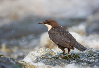 <i class='fa fa-user'></i> keesvanderklauw |   Waterspreeuw  <i class='fa fa-eye'> 310</i>  <i class='fa fa-thumbs-up'> 21</i>   <i class='fa fa-comment-o'> 12</i>